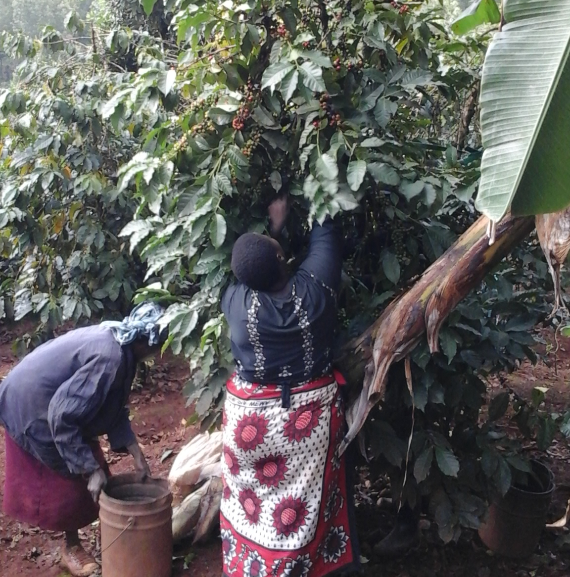 Kenya coffee farm — BestGrade sourcing