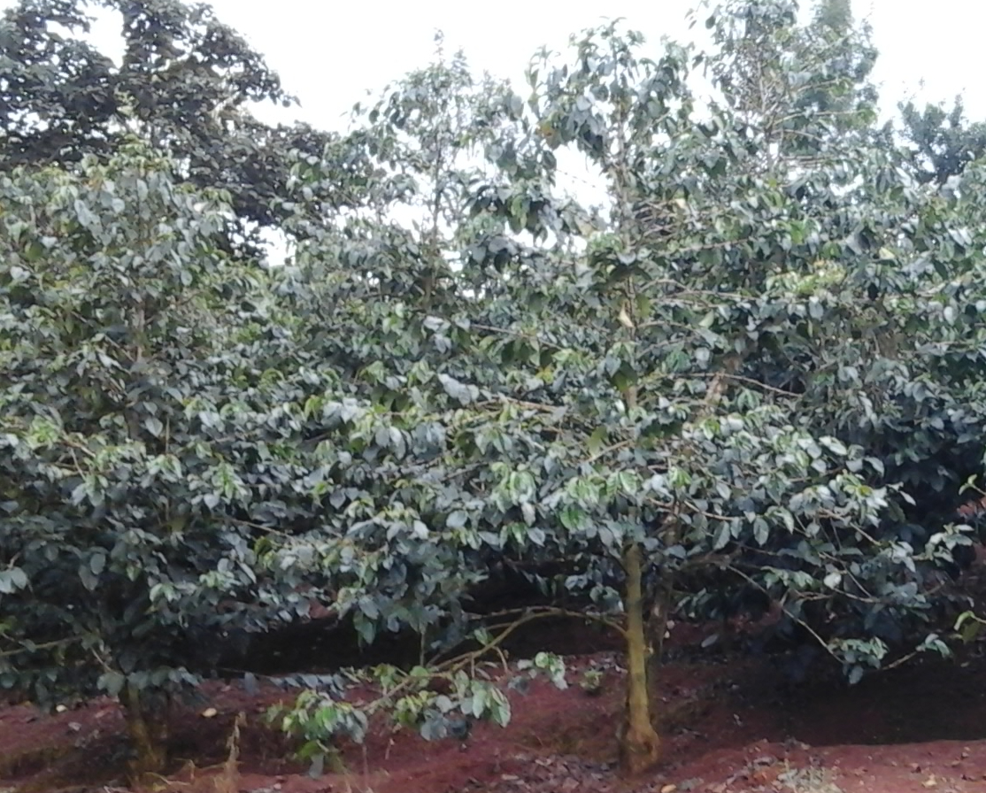 Coffee beans in hands
