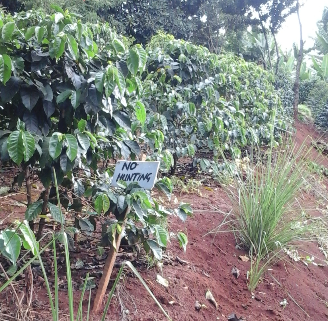 Kenya coffee beans close-up