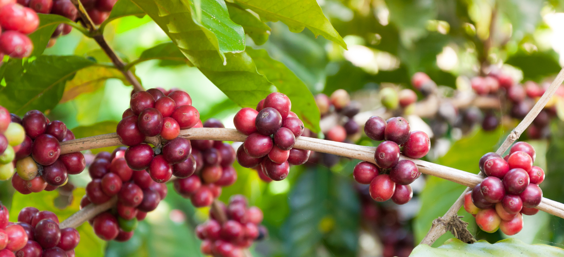 Coffee farm rows at sunset